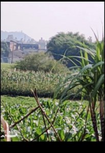 ​饭后散步的优美句子（25句散步的幽默句子发朋友圈）