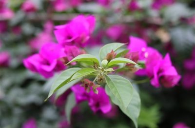 ​描写头发的优美句子