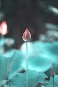 ​经典句子摘抄大全