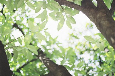 ​好句的拟人句39句