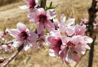 ​雪中悍刀行经典短句精选74条