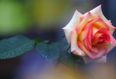 ​经典语句大全简短(经典句子简短11字)