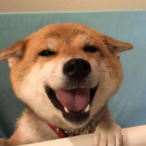 ​巧克力色公狗怎么取名字？巧克力色的狗狗取什么名字