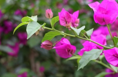 ​关于春天的优美句子