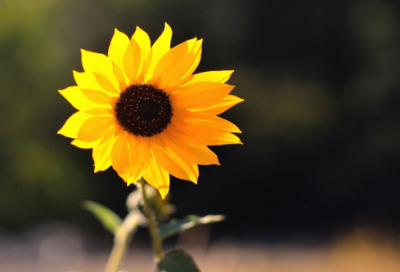 ​一个人心累伤感说说 心累的句子说说心情精选127句