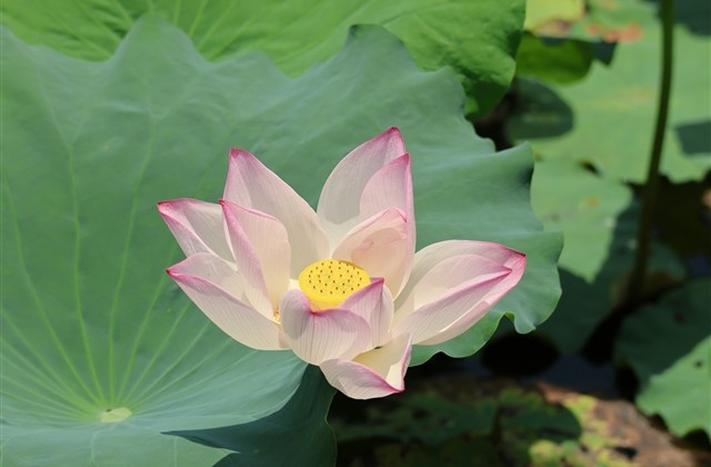 6个字网名好听又吸引人(优选987个) 6个字网名好听又吸引人(优选987个)