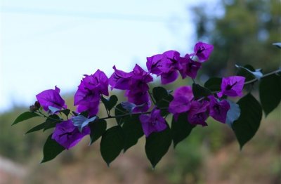 ​最新版女生唯美古风网名(917个)