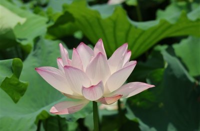 ​好听有学问的微信网名(770个)