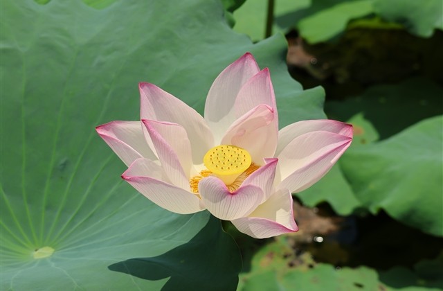 古风意境有诗意的网名精选(761个) 古风意境有诗意的网名精选(761个)