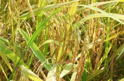 ​离别的网名 表达离别的网名(精选90个)