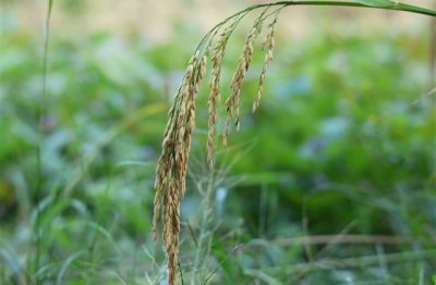 ​诺言倾情爱情情侣网名(精选83个)