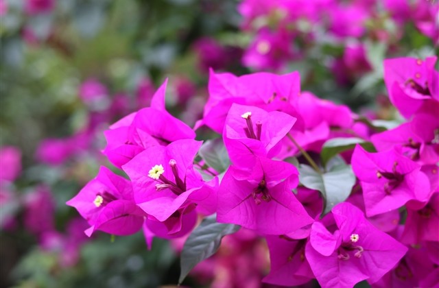 诺言倾情爱情情侣网名(精选83个) 诺言倾情爱情情侣网名(精选83个)