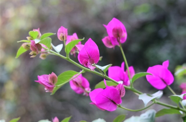 最新最热的可爱网名(共587个)