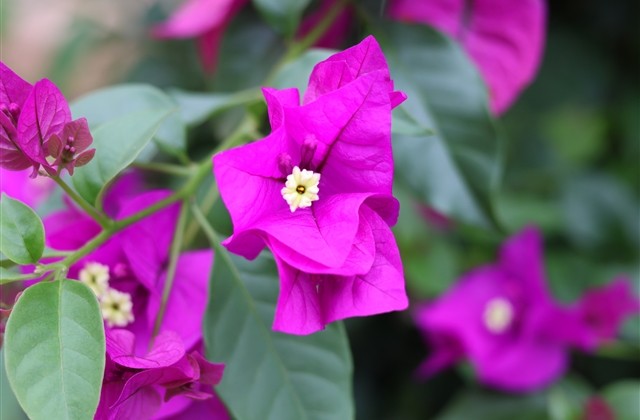 最新最热的可爱网名(共587个)