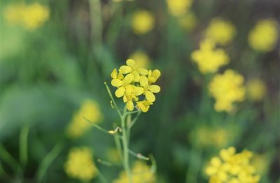 ​好听的女孩名字网名(537个)
