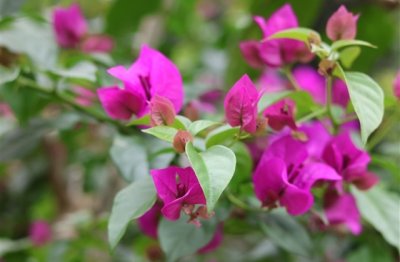 ​最火的六个字网名(共339个)