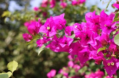 ​王者名字沙雕精选(优选339个)