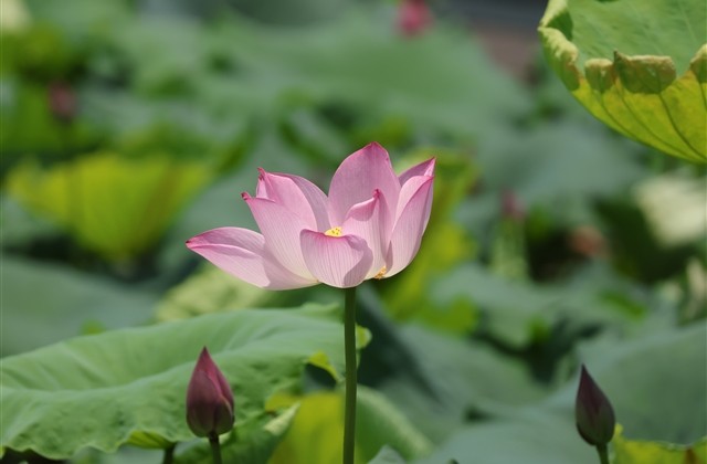 个性张扬吸引人的女生超拽网名(477个) 个性张扬吸引人的女生超拽网名(477个)