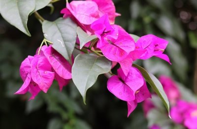 ​经典女生网名昵称大全(精选437个)