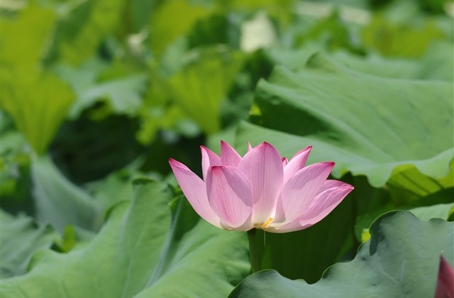 好听的小男人网名大全(优选480个) 好听的小男人网名大全(优选480个)