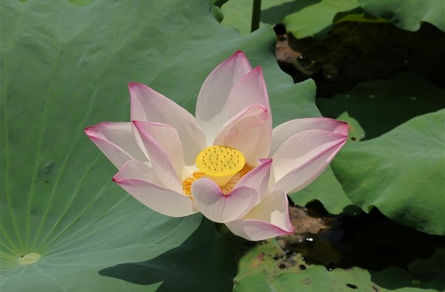 温柔的美陌陌网名(共342个)