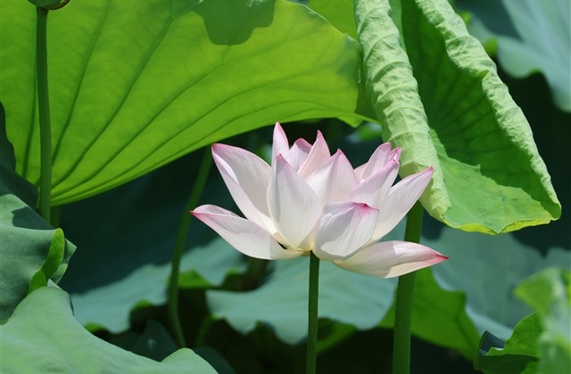 心态好格局大的微信名两个字(共460个)