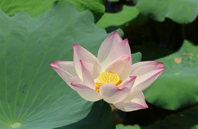 ​最好听的网名女生昵称(共228个)