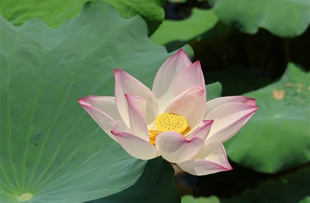 最好听的网名女生昵称(共228个) 最好听的网名女生昵称(共228个)