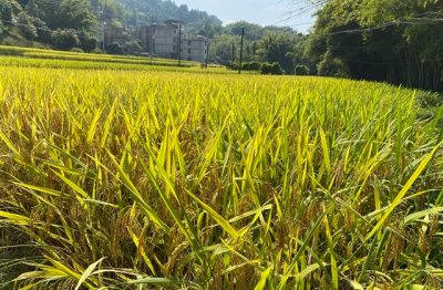 ​好听文艺的游戏名字(共216个)