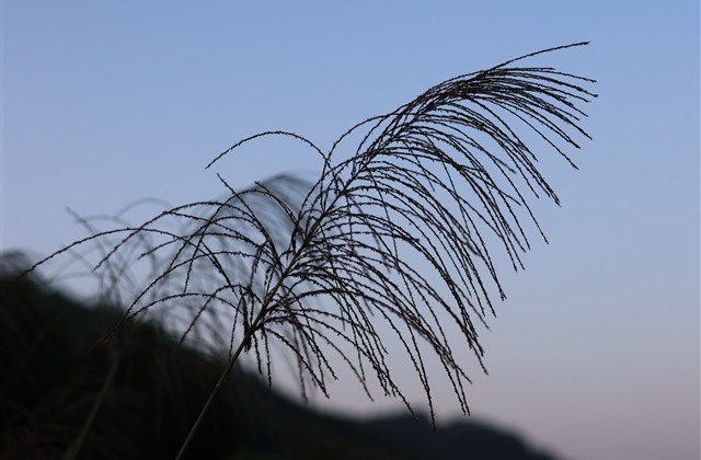 精选唯美有诗意女生古风网名(186个)