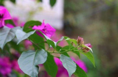 ​纯洁干净的网名(155个)