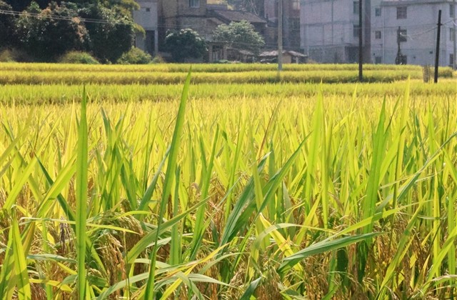 游戏团队统一名字大全