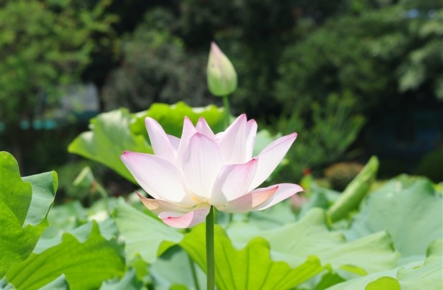 娟字网名要独一无二的(优选63个)