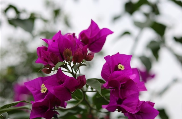 cf昵称比较顺口(69个)