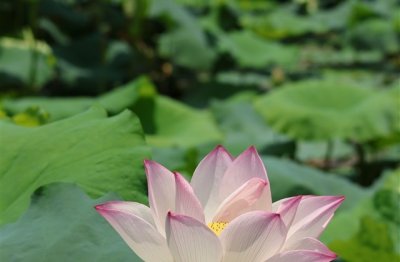 ​cf昵称比较顺口(69个)