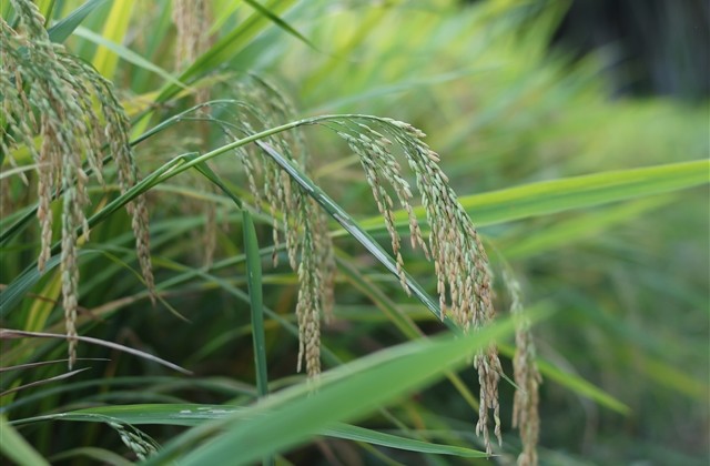 lol冷门却很高级的id(精选62个)