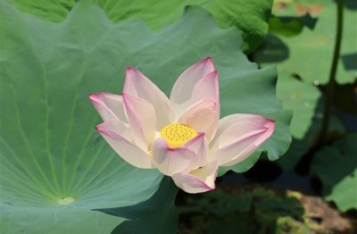 ​英文加汉子的游戏名字(精选60个)