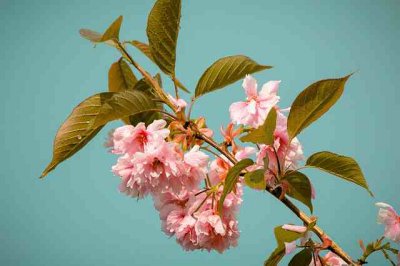 ​描写樱花雨的句子43句