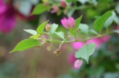 ​男生搞怪的网名(优选77个)