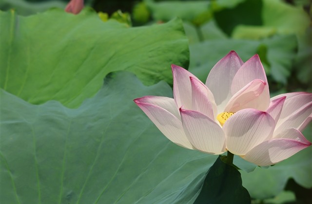 带有花字的唯美意境网名大全(优选86个)