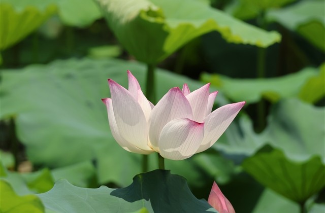 一肚子怨气的网名 明示自己不开心的昵称 一肚子怨气的网名 明示自己不开心的昵称