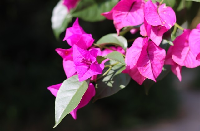 土豆主题的id很可爱 土豆创意昵称合集 土豆主题的id很可爱 土豆创意昵称合集