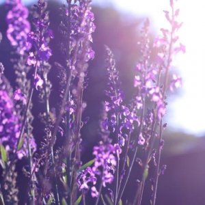 ​小学常用的歇后语大全 十二生肖歇后语答案[20句]