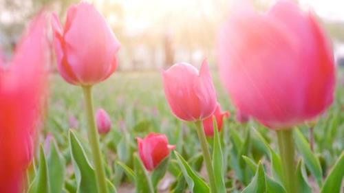 吃汤圆的简单说说
