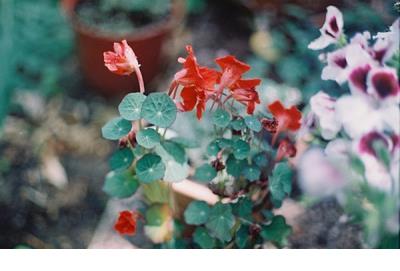 很爱一个人的经典说说