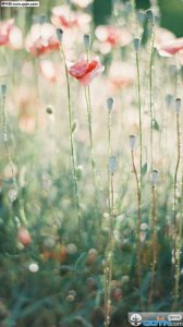 ​适合对爱豆说的话（对任嘉伦说的暖心话）