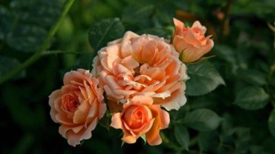 ​有意境文艺范的句子（心情风景感悟的句子）