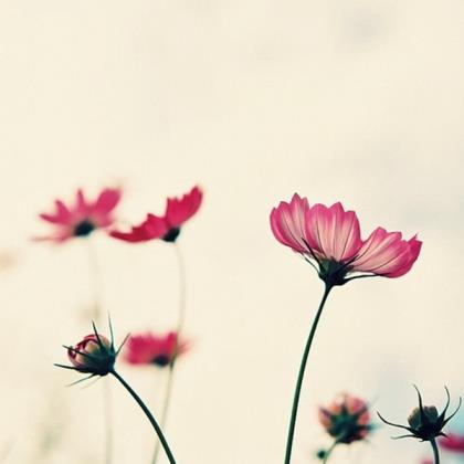 心情好的文艺句子