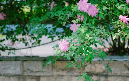 放下不值得的人和事句子一味付出失望的句子