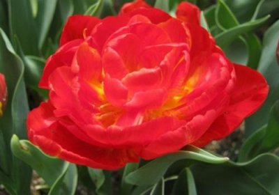 ​立夏的微信说说心情 立夏来了的心情说说